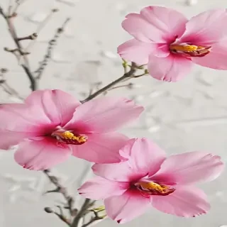 beautiful penic