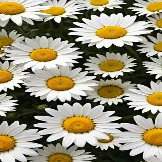 daisies png