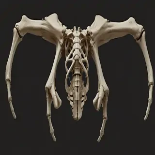 bones png