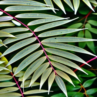 foliage