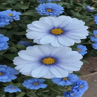 blue flowers aesthetic