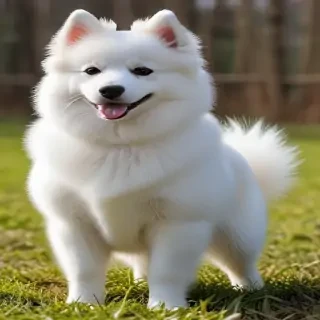 japanese spitz dog breed