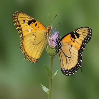 caterpillar to butterfly