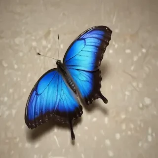 blue morpho butterfly