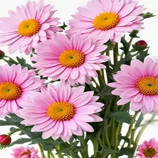 chrysanthemum png