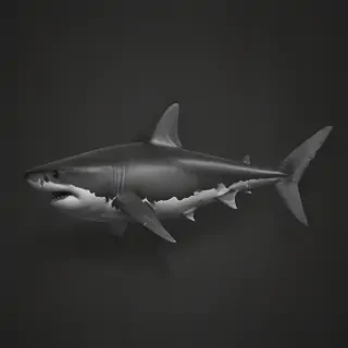 shark iphone wallpaper