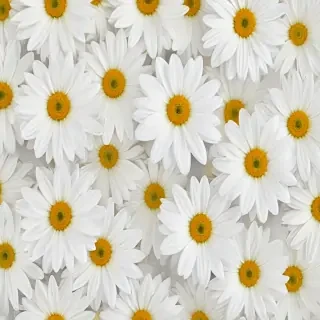white flowers on white background