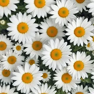 daisy wallpaper iphone