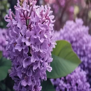 lilac iphone wallpaper