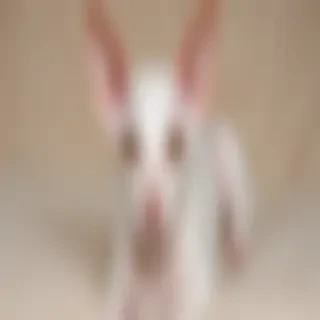 cornish rex cat breed