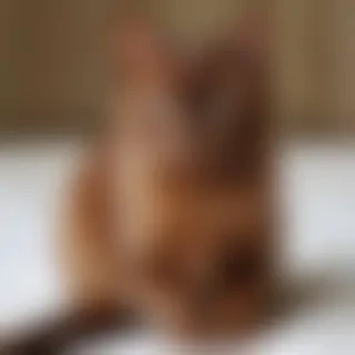 havana brown cat breed