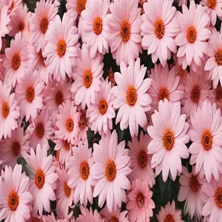 cute aesthetic flower wallpaper