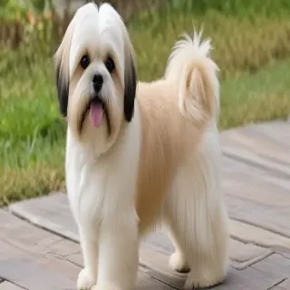 lhasa apso dog breed