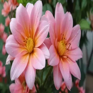 cute flower wallpaper