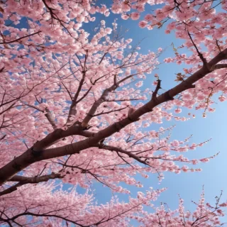 high resolution cherry blossom wallpaper