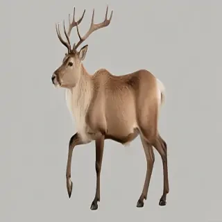 reindeer png