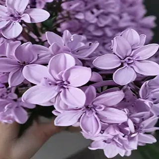 lilac aesthetic