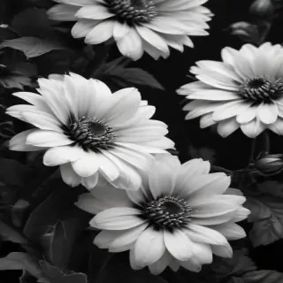 black and white flower background