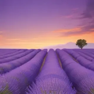 lavender background