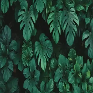 aesthetic wallpapers green