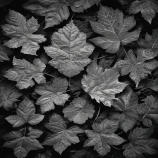 leaves black and white