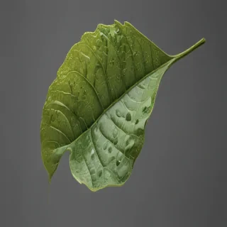 leaf transparent background