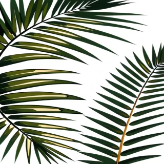 palm tree leaves png