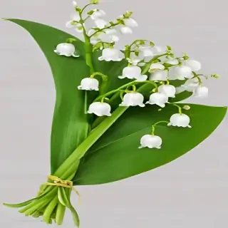 lily of the valley png