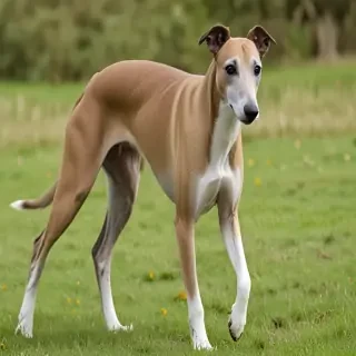greyhound dog breed