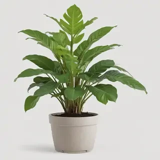 indoor plant png