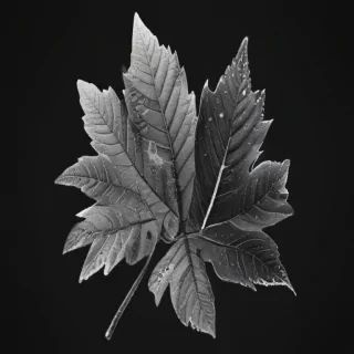clipart leaf black and white