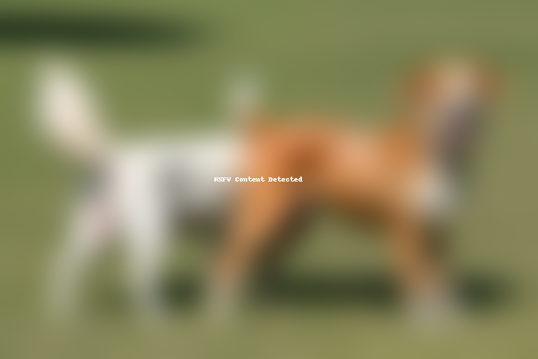 bolognese dog breed