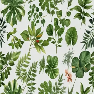plants transparent background