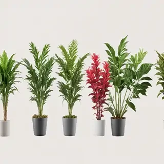 plants no background