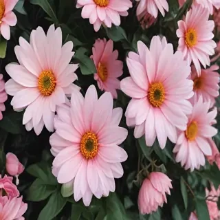 cute flower wallpaper aesthetic