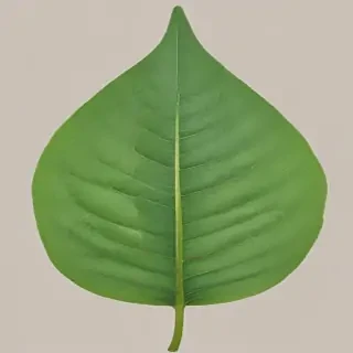 green leaf png