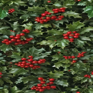 images of holly