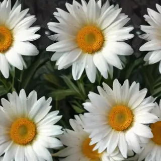 wallpaper daisy flower