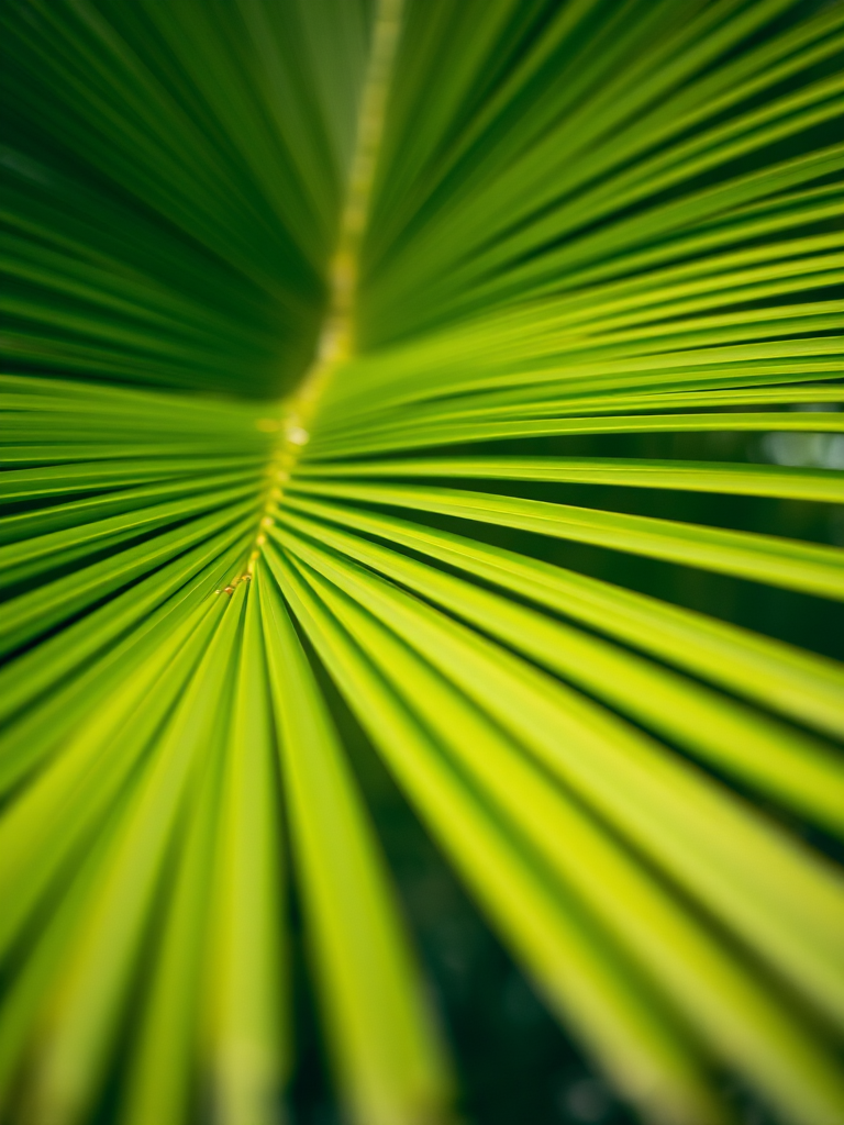 Capture a close-up of vibrant green palm leaves fanning out with a shallow depth of field, using a Canon EOS 5D Mark IV, aperture f/4, ISO 100, shutter speed 1/250s, natural light, and a focus on texture and detail.