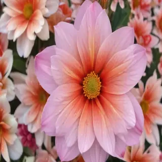 wallpaper iphone flower