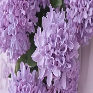lilac aesthetic