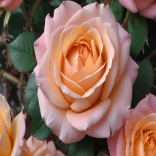 aesthetic rose wallpaper