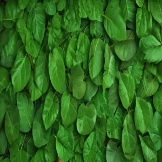 green leaf background