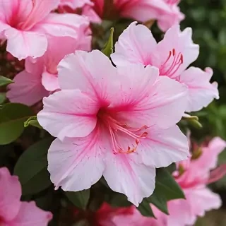 azalea flower