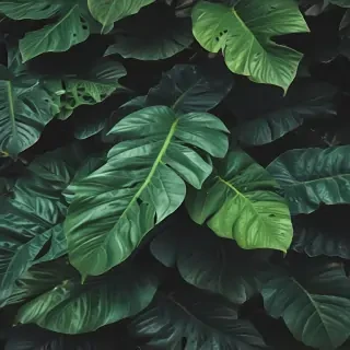plant wallpaper iphone