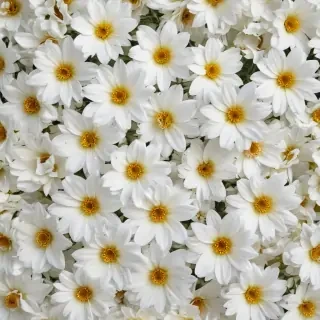flower background white