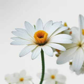 flower white bg