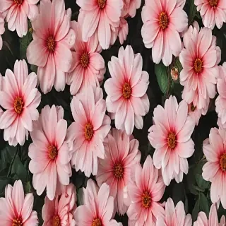 aesthetic flower backgrounds
