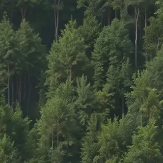 forest png