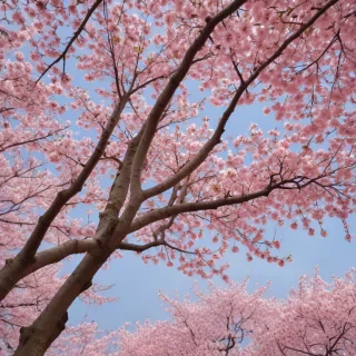 sakura flower